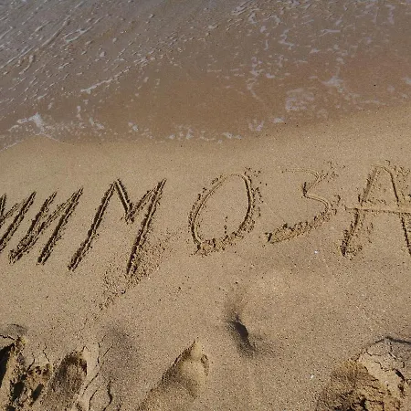 Mimosa كيتن